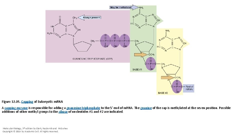 Figure 12. 05. Capping of Eukaryotic m. RNA A capping enzyme is responsible for