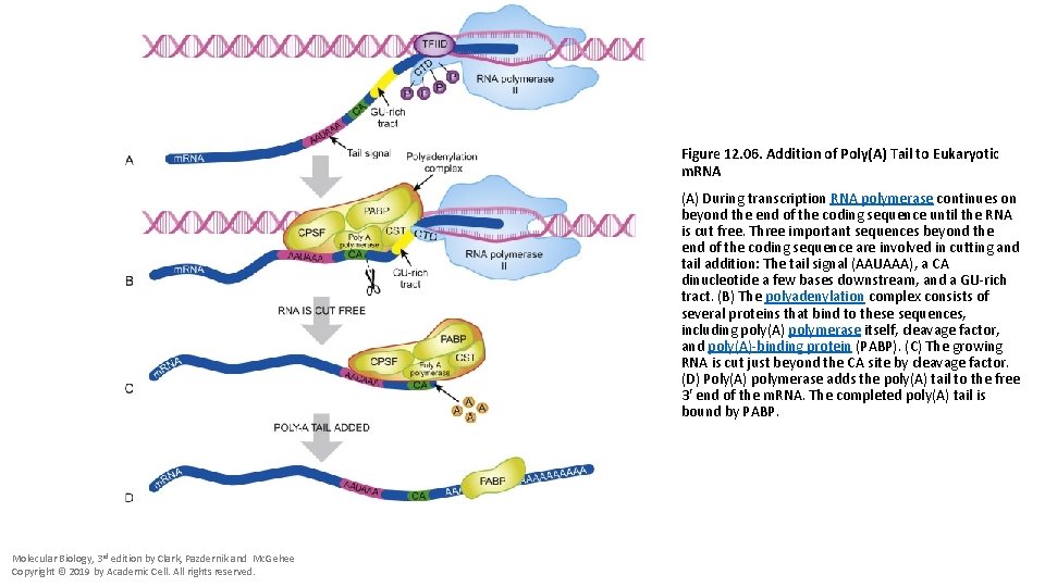Figure 12. 06. Addition of Poly(A) Tail to Eukaryotic m. RNA (A) During transcription