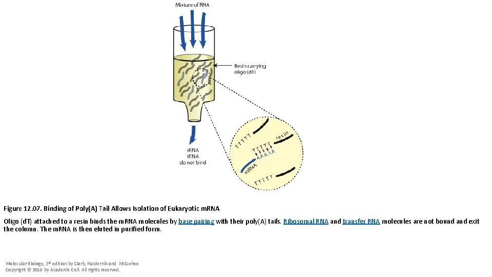 Figure 12. 07. Binding of Poly(A) Tail Allows Isolation of Eukaryotic m. RNA Oligo