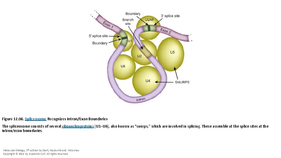 Figure 12. 08. Spliceosome Recognizes Intron/Exon Boundaries The spliceosome consists of several ribonucleoproteins (U