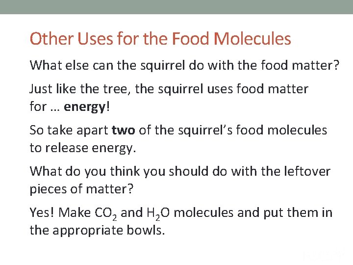 Other Uses for the Food Molecules What else can the squirrel do with the