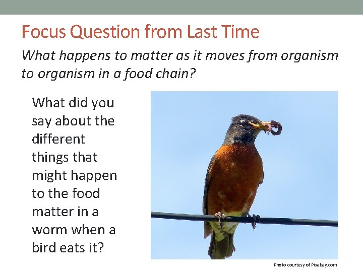 Focus Question from Last Time What happens to matter as it moves from organism
