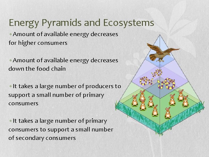 Energy Pyramids and Ecosystems • Amount of available energy decreases for higher consumers •
