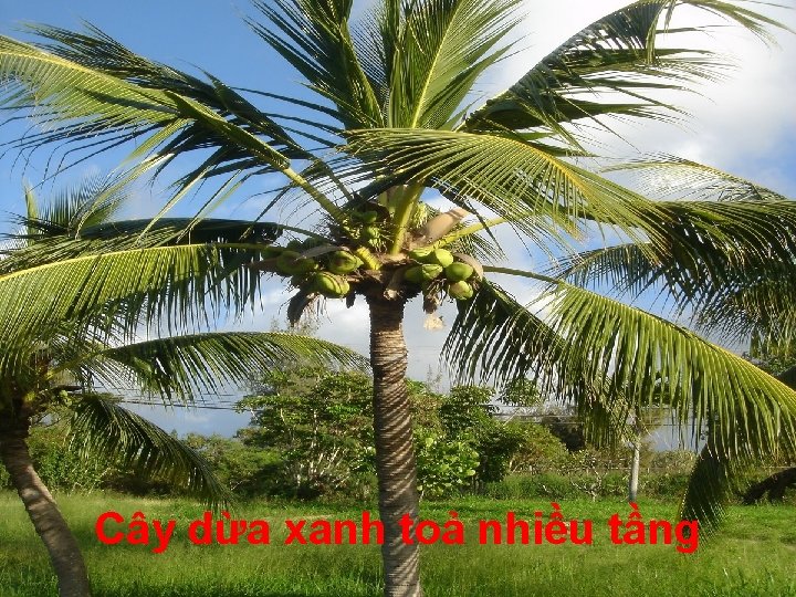 Cây dừa xanh toả nhiều tầng 