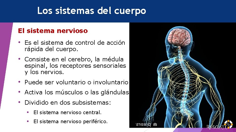 Los sistemas del cuerpo El sistema nervioso • Es el sistema de control de