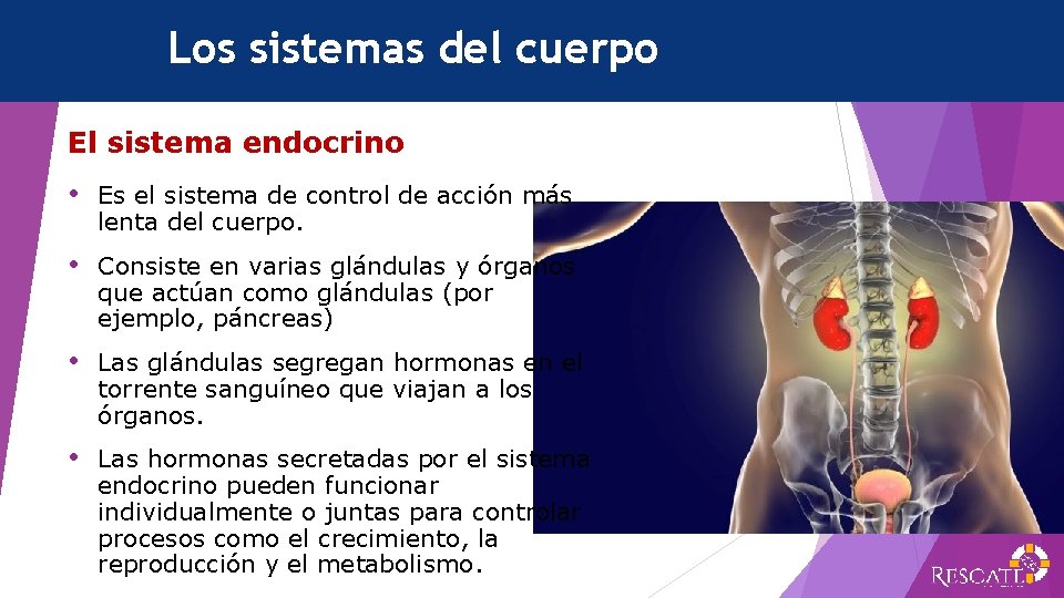 Los sistemas del cuerpo El sistema endocrino • Es el sistema de control de