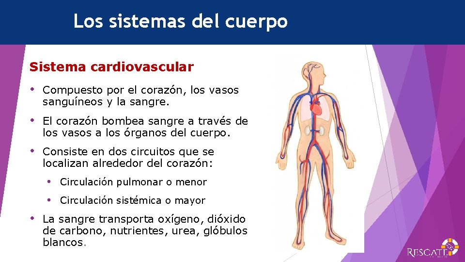 Los sistemas del cuerpo Sistema cardiovascular • Compuesto por el corazón, los vasos sanguíneos