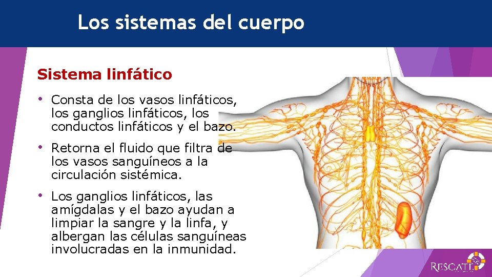 Los sistemas del cuerpo Sistema linfático • Consta de los vasos linfáticos, los ganglios