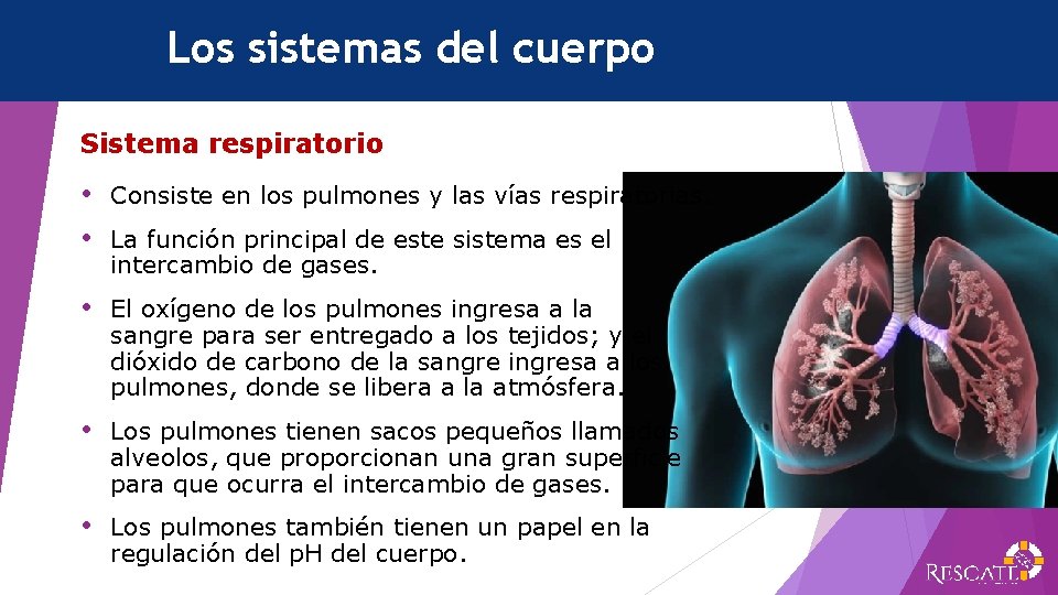 Los sistemas del cuerpo Sistema respiratorio • Consiste en los pulmones y las vías