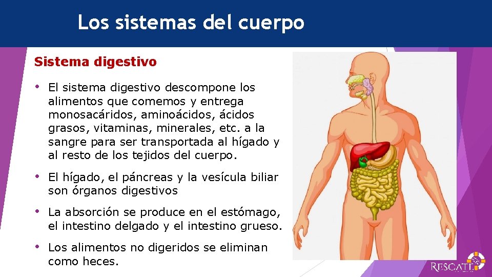 Los sistemas del cuerpo Sistema digestivo • El sistema digestivo descompone los alimentos que