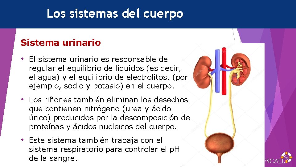 Los sistemas del cuerpo Sistema urinario • El sistema urinario es responsable de regular