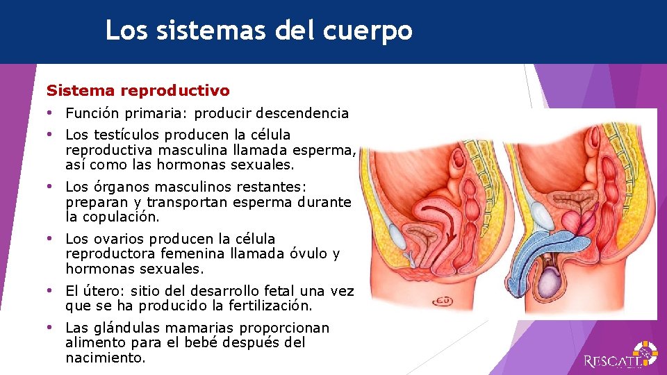 Los sistemas del cuerpo Sistema reproductivo • Función primaria: producir descendencia • Los testículos