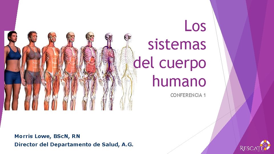 Los sistemas del cuerpo humano CONFERENCIA 1 Morris Lowe, BSc. N, RN Director del