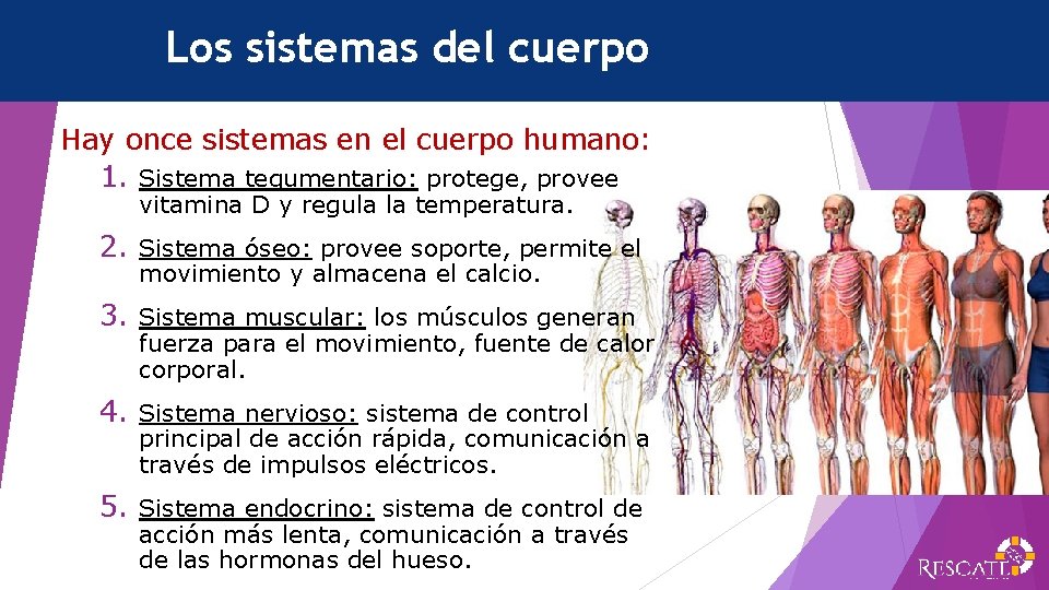 Los sistemas del cuerpo Hay once sistemas en el cuerpo humano: 1. Sistema tegumentario: