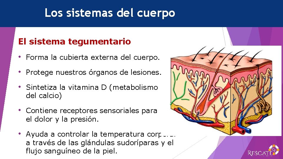 Los sistemas del cuerpo El sistema tegumentario • Forma la cubierta externa del cuerpo.