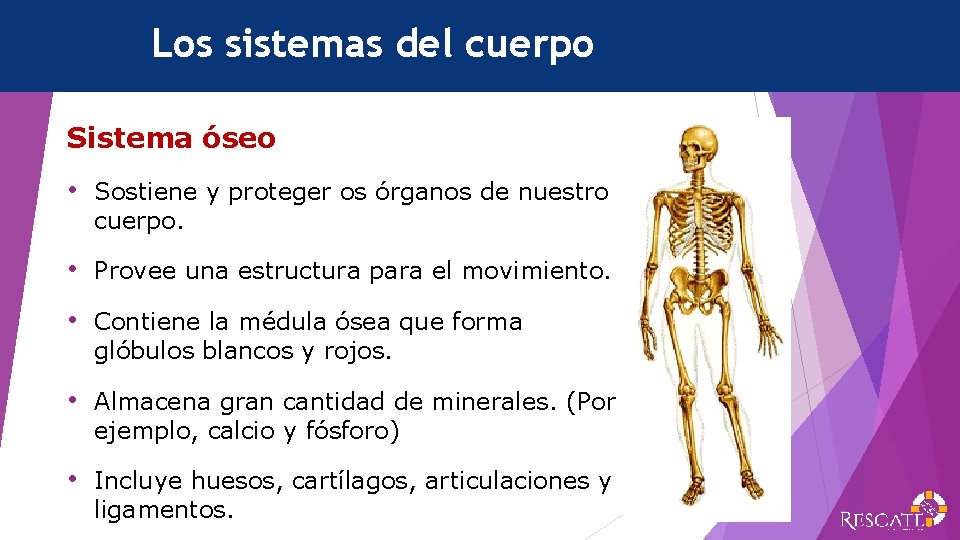 Los sistemas del cuerpo Sistema óseo • Sostiene y proteger os órganos de nuestro