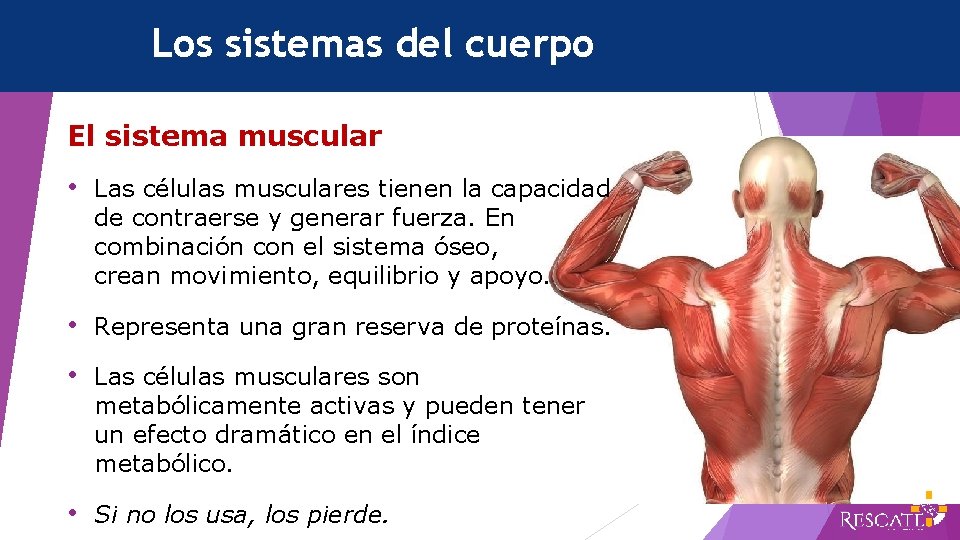 Los sistemas del cuerpo El sistema muscular • Las células musculares tienen la capacidad