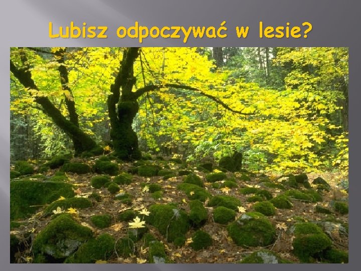 Lubisz odpoczywać w lesie? 