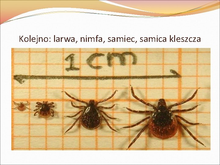 Kolejno: larwa, nimfa, samiec, samica kleszcza 