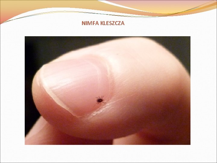 NIMFA KLESZCZA 