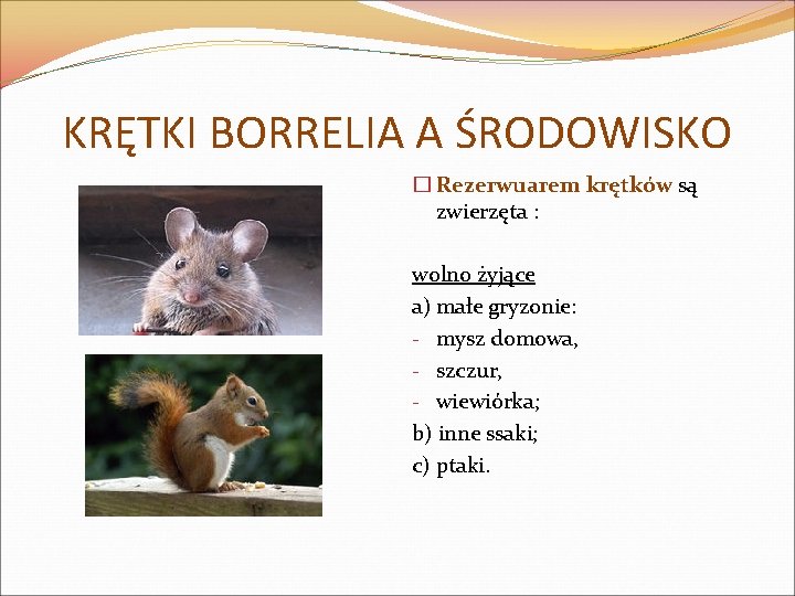 KRĘTKI BORRELIA A ŚRODOWISKO � Rezerwuarem krętków są zwierzęta : wolno żyjące a) małe