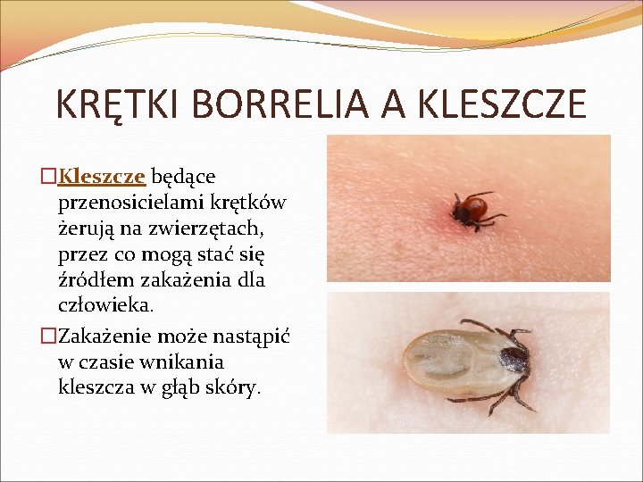 KRĘTKI BORRELIA A KLESZCZE �Kleszcze będące przenosicielami krętków żerują na zwierzętach, przez co mogą