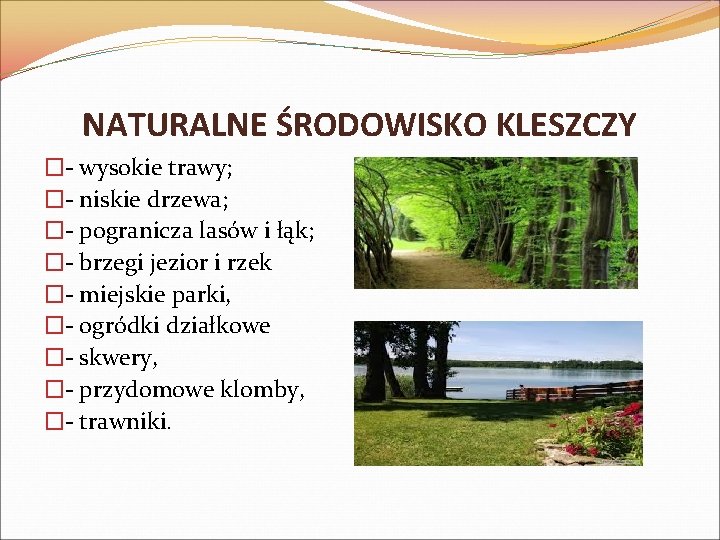 NATURALNE ŚRODOWISKO KLESZCZY �- wysokie trawy; �- niskie drzewa; �- pogranicza lasów i łąk;