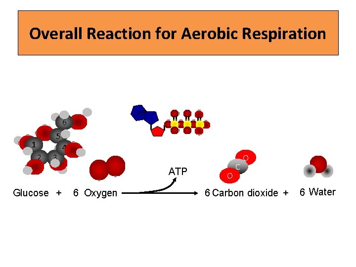 Overall Reaction for Aerobic Respiration ATP 6 5 1 2 3 4 ATP Glucose