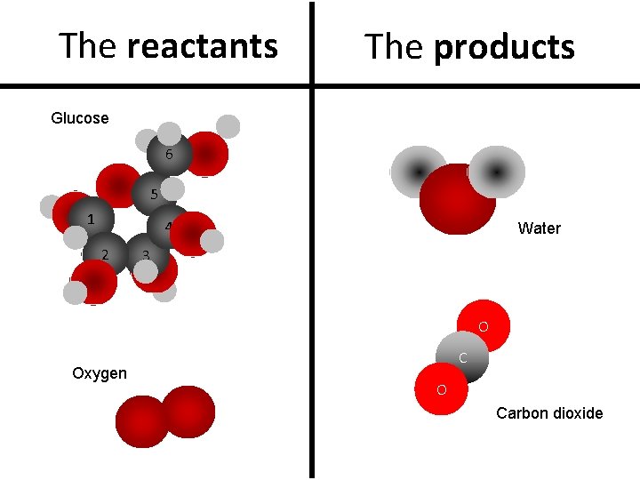 The reactants The products Glucose 6 5 1 4 2 Water 3 O Oxygen