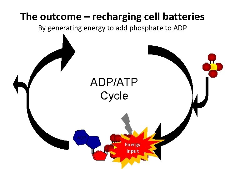 The outcome – recharging cell batteries By generating energy to add phosphate to ADP/ATP