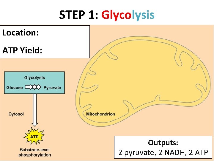 STEP 1: Glycolysis Location: ATP Yield: Outputs: 2 pyruvate, 2 NADH, 2 ATP 