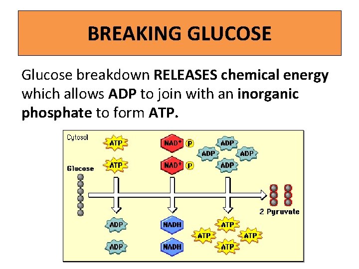 BREAKING GLUCOSE Glucose breakdown RELEASES chemical energy which allows ADP to join with an