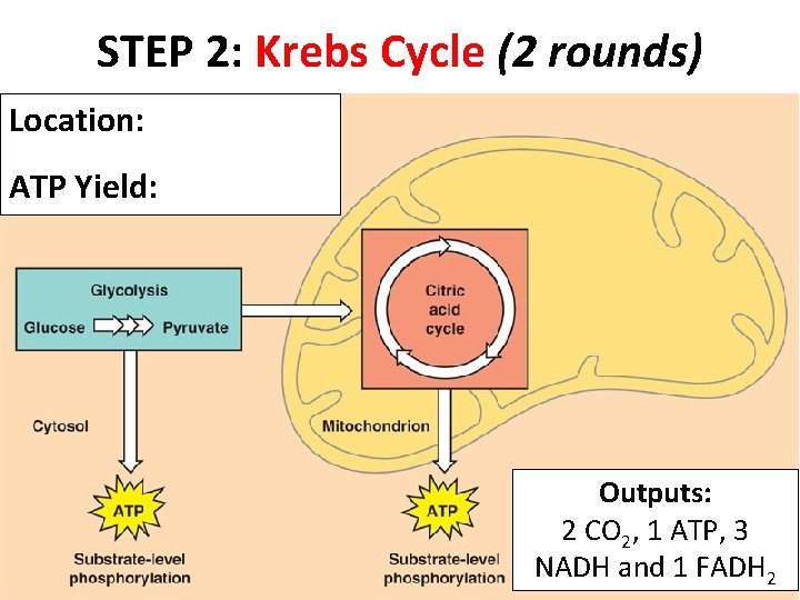 STEP 2: Krebs Cycle (2 rounds) Location: ATP Yield: Outputs: 2 CO 2, 1