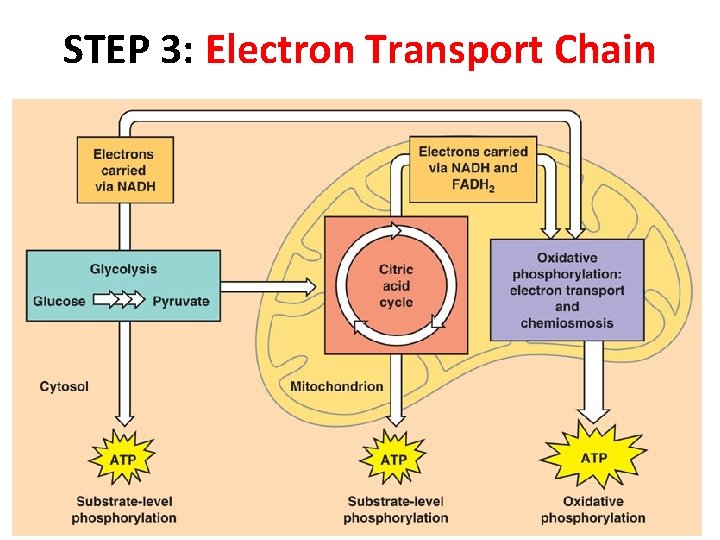 STEP 3: Electron Transport Chain 