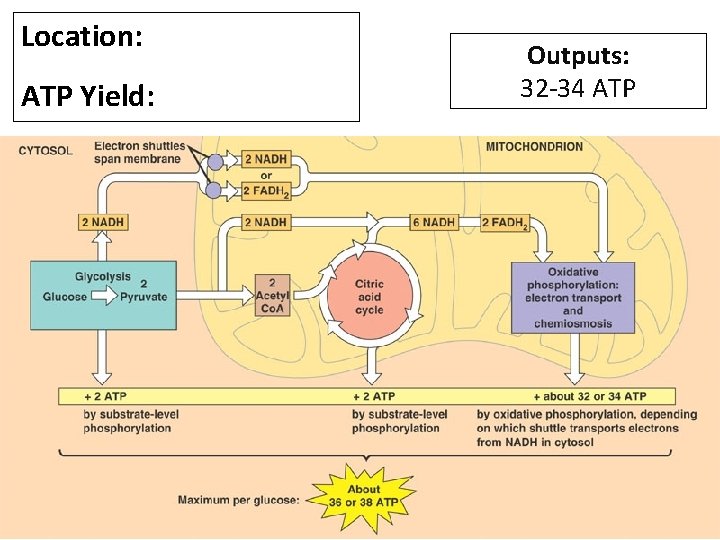Location: ATP Yield: Outputs: 32 -34 ATP 