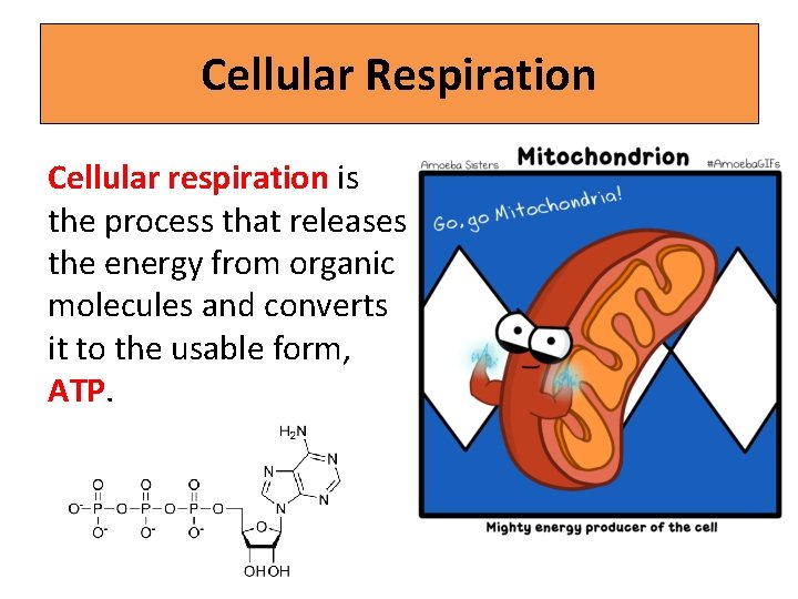 Cellular Respiration Cellular respiration is the process that releases the energy from organic molecules