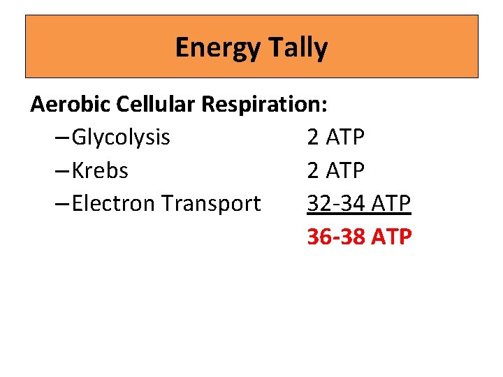 Energy Tally Aerobic Cellular Respiration: – Glycolysis 2 ATP – Krebs 2 ATP –