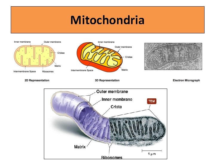 Mitochondria 