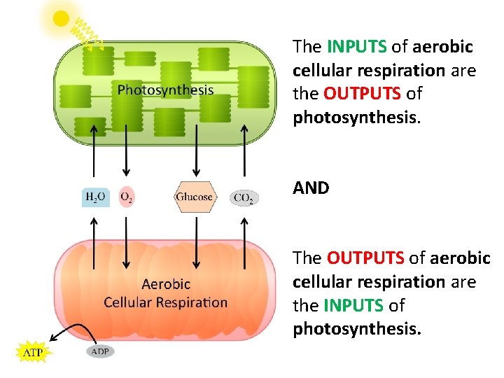 The INPUTS of aerobic cellular respiration are the OUTPUTS of photosynthesis. AND The OUTPUTS