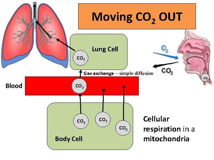 Moving CO 2 OUT Lung Cell CO 2 Gas exchange – simple diffusion Blood