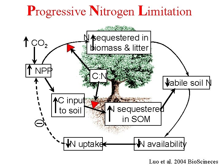 Progressive Nitrogen Limitation CO 2 N sequestered in biomass & litter NPP C: N