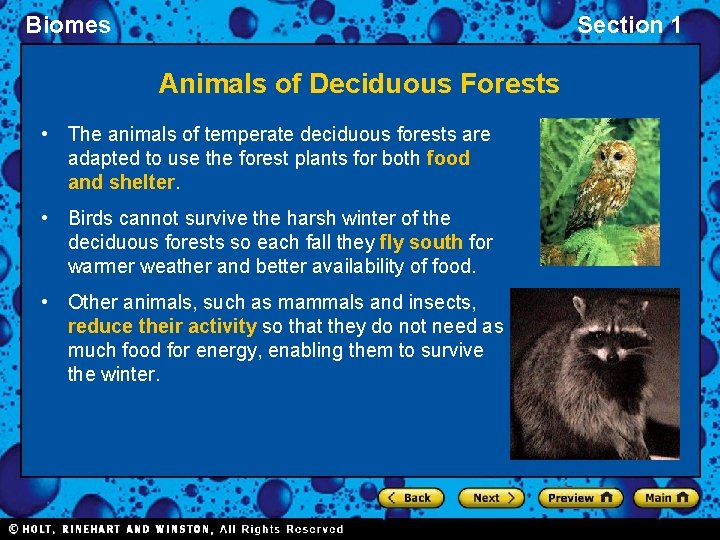 Biomes Section 1 Animals of Deciduous Forests • The animals of temperate deciduous forests