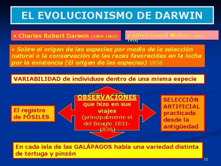 EL EVOLUCIONISMO DE DARWIN • Charles Robert Darwin (1809 -1882) • Alfred Russel Wallace