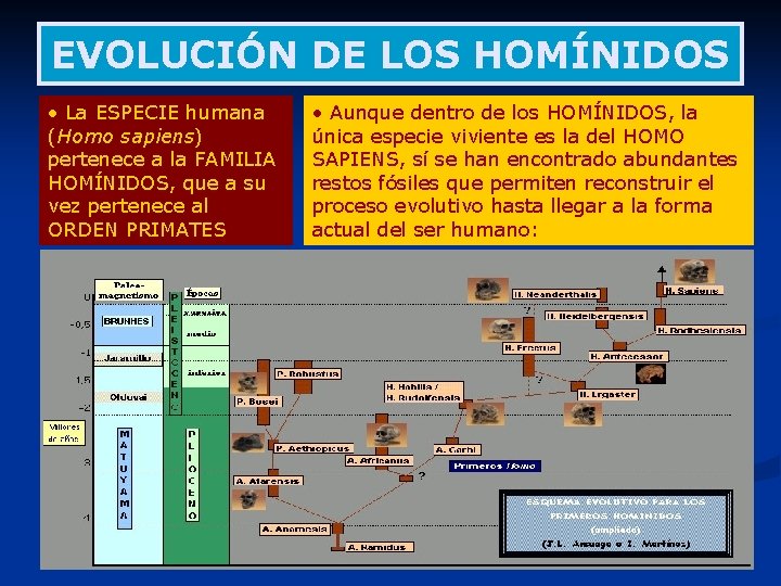 EVOLUCIÓN DE LOS HOMÍNIDOS • La ESPECIE humana (Homo sapiens) pertenece a la FAMILIA