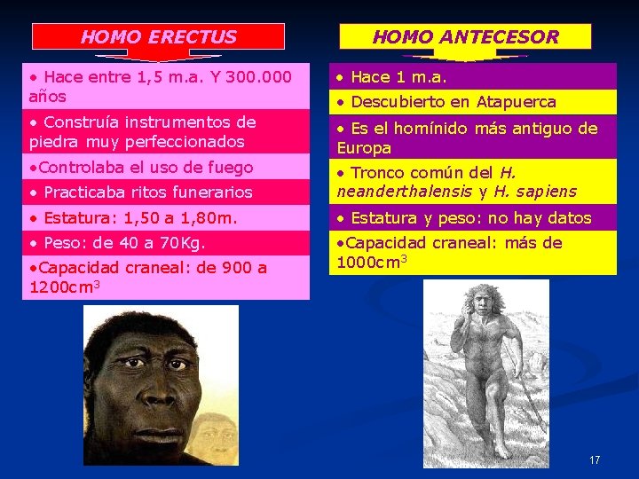 HOMO ERECTUS HOMO ANTECESOR • Hace entre 1, 5 m. a. Y 300. 000