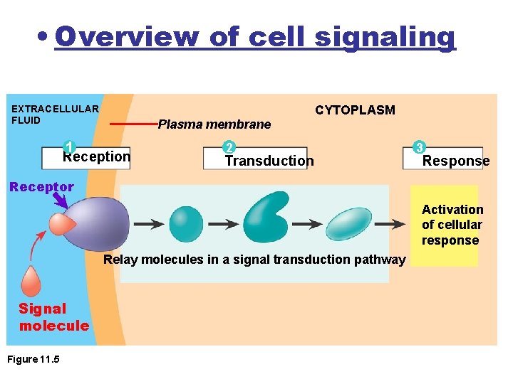  • Overview of cell signaling EXTRACELLULAR FLUID Plasma membrane 1 Reception CYTOPLASM 2