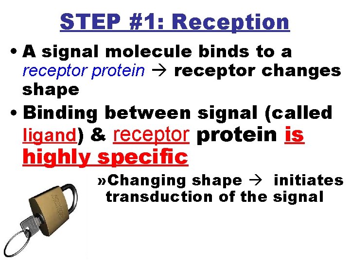 STEP #1: Reception • A signal molecule binds to a receptor protein receptor changes