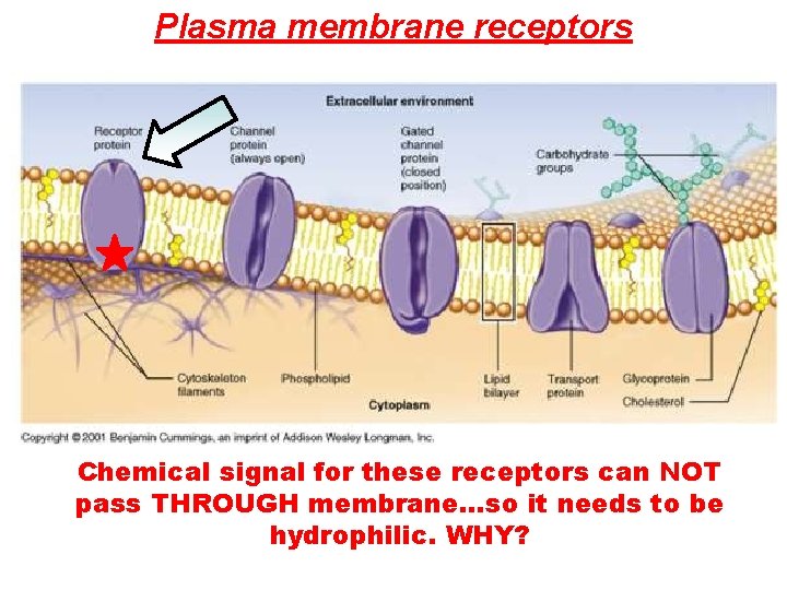 Plasma membrane receptors Chemical signal for these receptors can NOT pass THROUGH membrane…so it