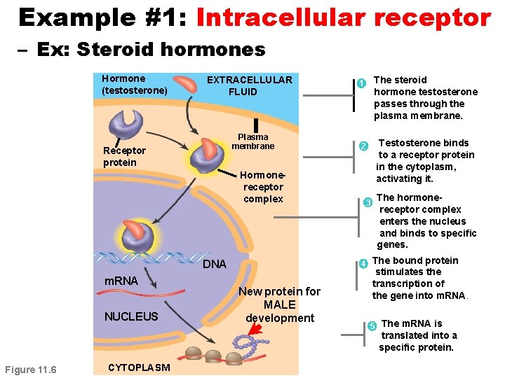 Example #1: Intracellular receptor – Ex: Steroid hormones Hormone (testosterone) EXTRACELLULAR FLUID Plasma membrane
