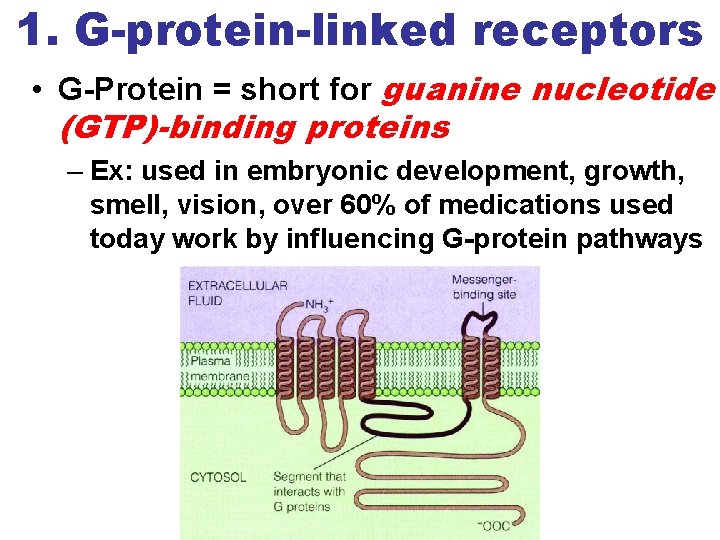 1. G-protein-linked receptors • G-Protein = short for guanine nucleotide (GTP)-binding proteins – Ex: